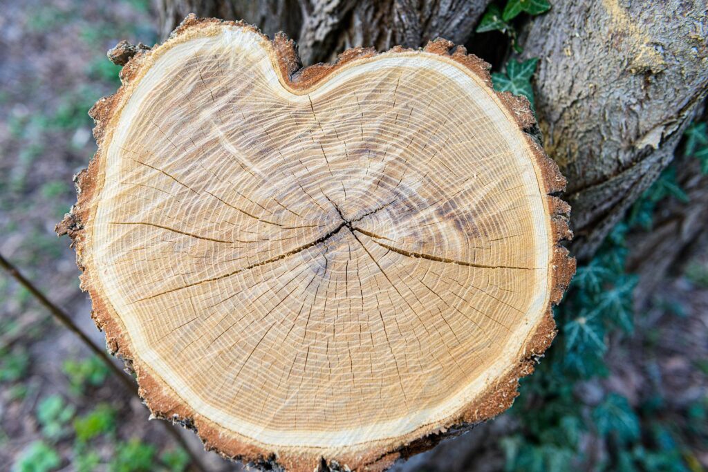 Idées pour valoriser la souche de son jardin